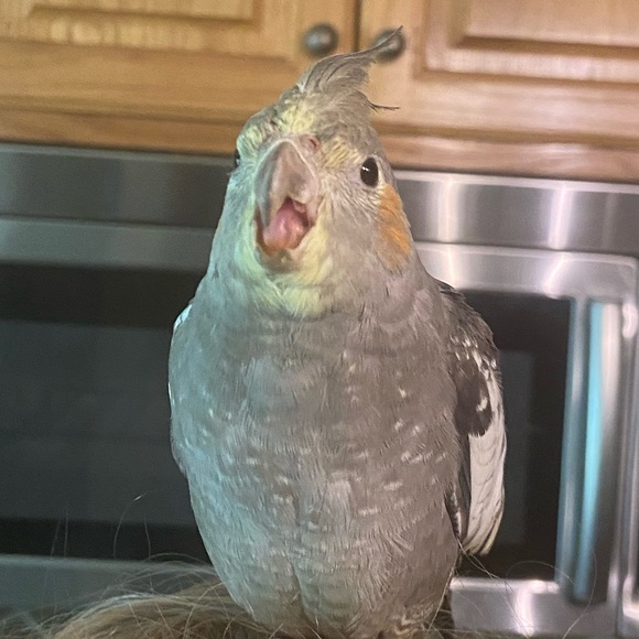 Meet your Posher, Addison - Picture 6 of 8